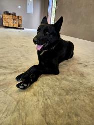 Reunited Male Dog last seen Near mcarthur rd , Fayetteville, NC 28311