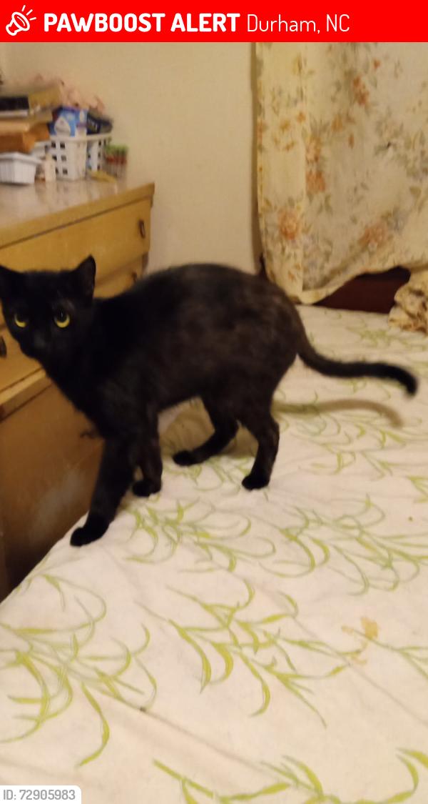Lost Male Cat last seen Roxboro Rd, Durham, NC 27704