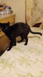 Lost Male Cat last seen Roxboro Rd, Durham, NC 27704
