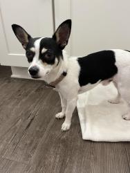 Found/Stray Male Dog last seen Unknown , Charlotte, NC 28202