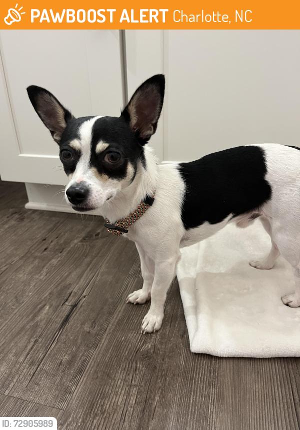 Found/Stray Male Dog last seen Unknown , Charlotte, NC 28202