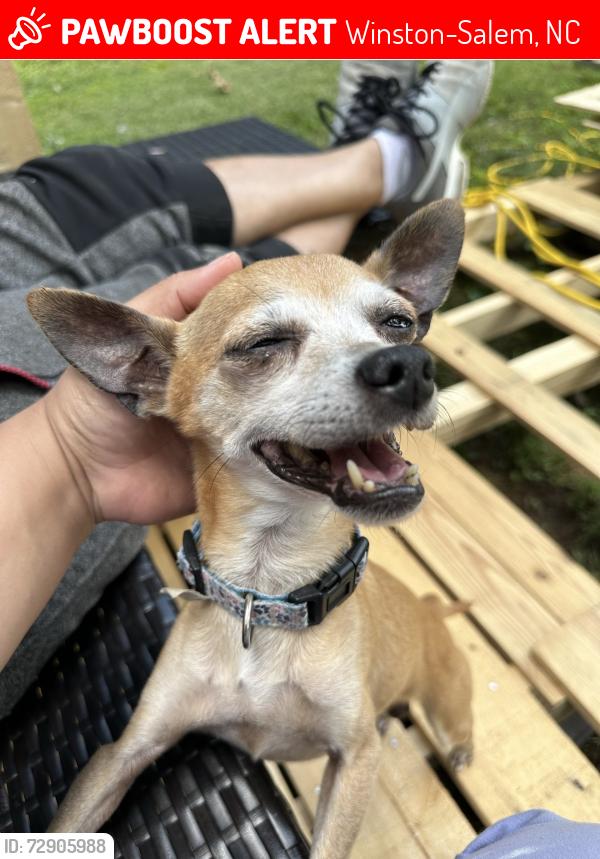 Lost Male Dog last seen Butterflied Dr, Winston-Salem, NC 27105