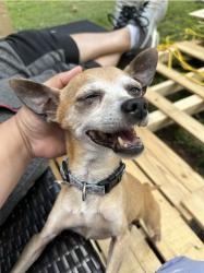 Lost Male Dog last seen Butterflied Dr, Winston-Salem, NC 27105