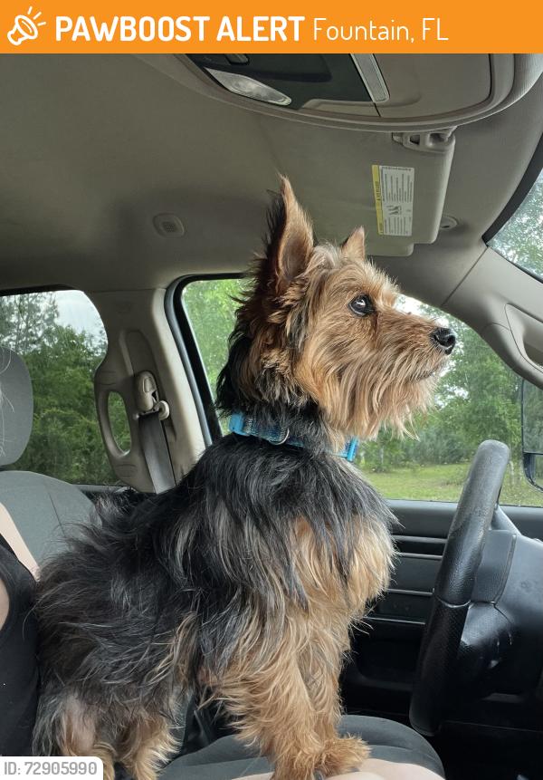 Found/Stray Male Dog last seen Silver Lake, Fountain, FL 32438