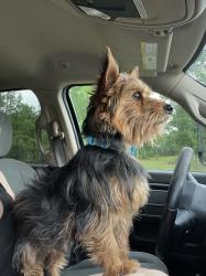 Found/Stray Male Dog last seen Silver Lake, Fountain, FL 32438