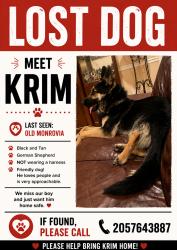 Lost Male Dog last seen Walmart, Huntsville, AL 35806