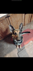 Lost Female Dog last seen Near north post road , Oklahoma City, OK 73141
