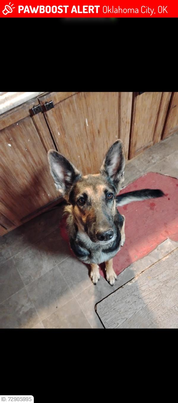 Lost Female Dog last seen Near north post road , Oklahoma City, OK 73141