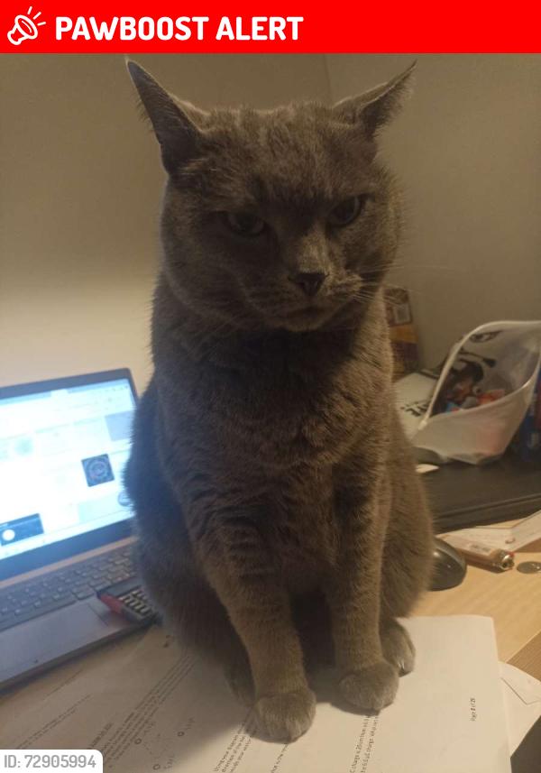 Lost Female Cat last seen On 123 avenue towards Maple Ridge Secondary School, Maple Ridge, BC V2X 3X2
