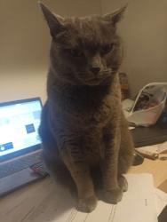Lost Female Cat last seen On 123 avenue towards Maple Ridge Secondary School, Maple Ridge, BC V2X 3X2
