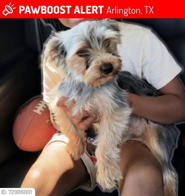 Lost Male Dog last seen Matlock and Amber ridge , Arlington, TX 76002