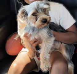 Lost Male Dog last seen Matlock and Amber ridge , Arlington, TX 76002