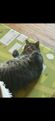 Lost Male Cat last seen Hamlet library , Hamlet, NC 28345