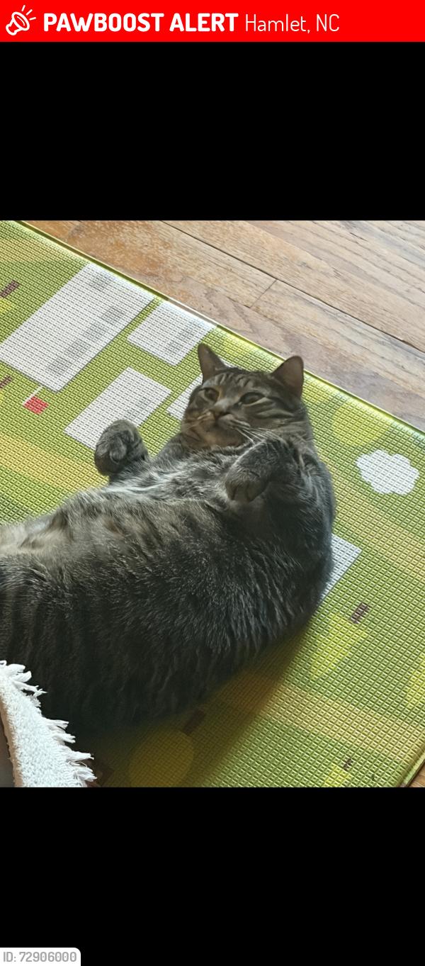 Lost Male Cat last seen Hamlet library , Hamlet, NC 28345