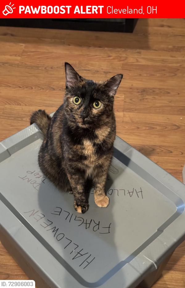 Lost Female Cat last seen W.41st and W. 47th st, Cleveland, OH 44109