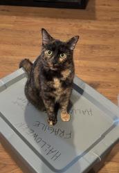 Lost Female Cat last seen W.41st and W. 47th st, Cleveland, OH 44109