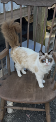 Lost Female Cat last seen Near Beck Drive ,Cocoa FLorida, Cocoa, FL 32927