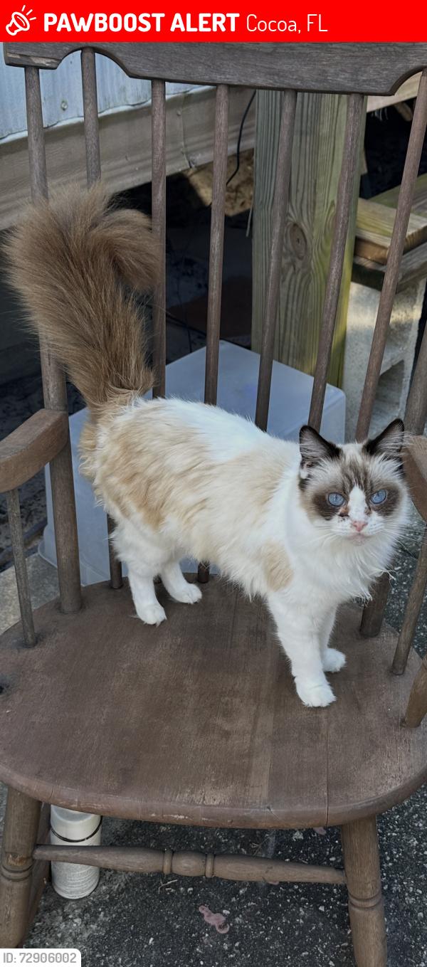 Lost Female Cat last seen Near Beck Drive ,Cocoa FLorida, Cocoa, FL 32927