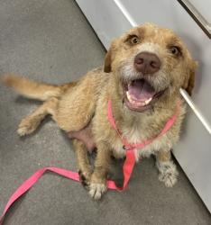 Shelter Stray Female Dog last seen S Englehart Ave & Sumner Ave, Reedley Zone Fresno CO 4 93654, CA, Fresno, CA 93706