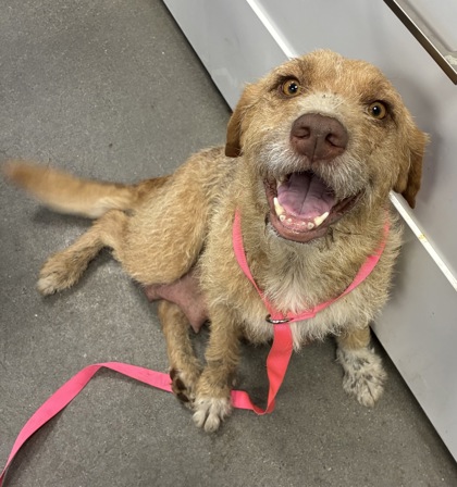 Shelter Stray Female Dog last seen S Englehart Ave & Sumner Ave, Reedley Zone Fresno CO 4 93654, CA, Fresno, CA 93706