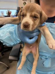 Shelter Stray Male Dog last seen S Englehart Ave & Sumner Ave, Reedley Zone Fresno CO 4 93654, CA, Fresno, CA 93706