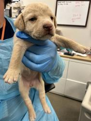 Shelter Stray Female Dog last seen S Englehart Ave & Sumner Ave, Reedley Zone Fresno CO 4 93654, CA, Fresno, CA 93706