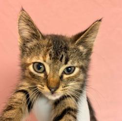 Shelter Stray Female Cat last seen College Station, TX 77840, Bryan, TX 77807