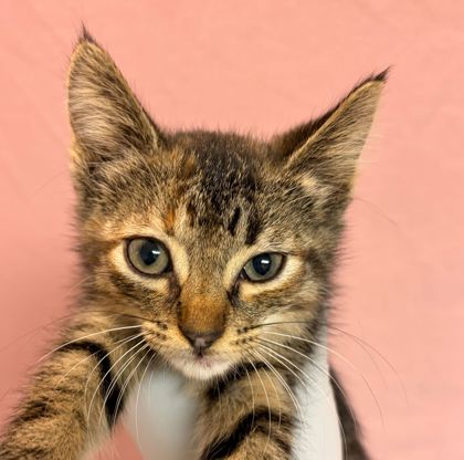 Shelter Stray Female Cat last seen College Station, TX 77840, Bryan, TX 77807