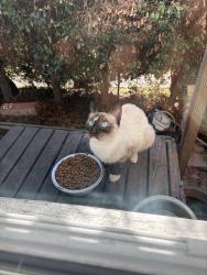 Found/Stray Unknown Cat last seen 141st and Isis , Hawthorne, CA 90250