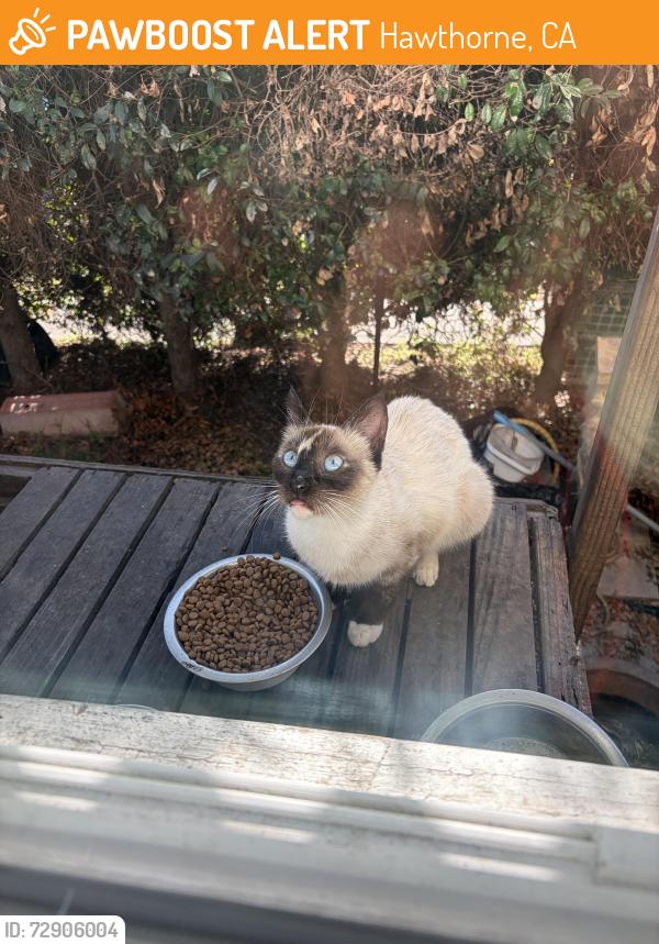 Found/Stray Unknown Cat last seen 141st and Isis , Hawthorne, CA 90250
