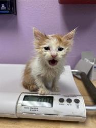 Shelter Stray Male Cat last seen Near Laura Ln, COUNTY of El Paso, TX, Fort Bliss, TX 79906