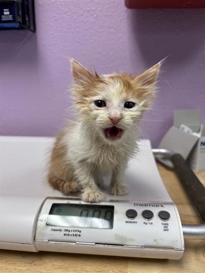 Shelter Stray Male Cat last seen Near Laura Ln, COUNTY of El Paso, TX, Fort Bliss, TX 79906