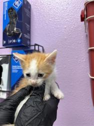 Shelter Stray Male Cat last seen Near Laura Ln, COUNTY of El Paso, TX, Fort Bliss, TX 79906