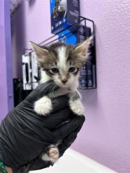 Shelter Stray Female Cat last seen Near Laura Ln, COUNTY of El Paso, TX, Fort Bliss, TX 79906