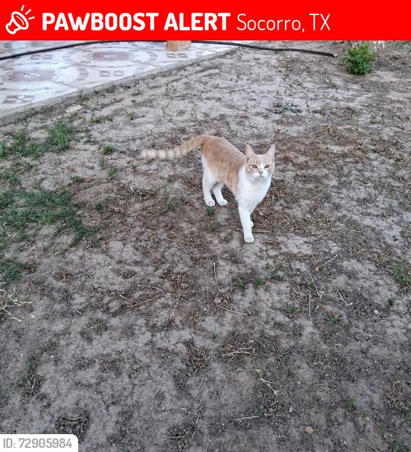 Lost Male Cat last seen Near alameda avenue, el paso tx 79907 and Americas loop 375, Socorro, TX 79927