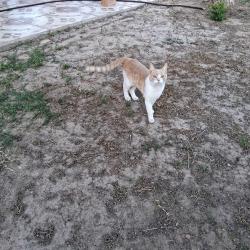 Lost Male Cat last seen Near alameda avenue, el paso tx 79907 and Americas loop 375, Socorro, TX 79927