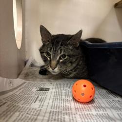Shelter Stray Male Cat last seen Stoughton, WI 53589, Madison, WI 53718