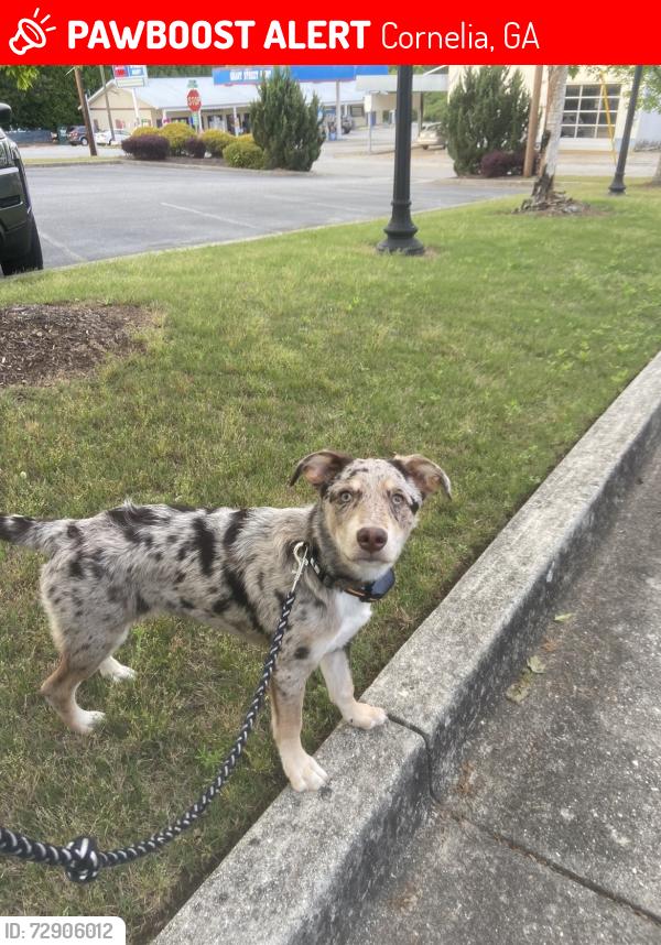 Lost Female Dog last seen heritage garden apmts , Cornelia, GA 30531