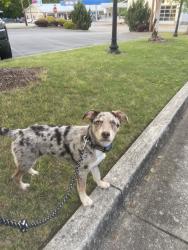 Lost Female Dog last seen heritage garden apmts , Cornelia, GA 30531