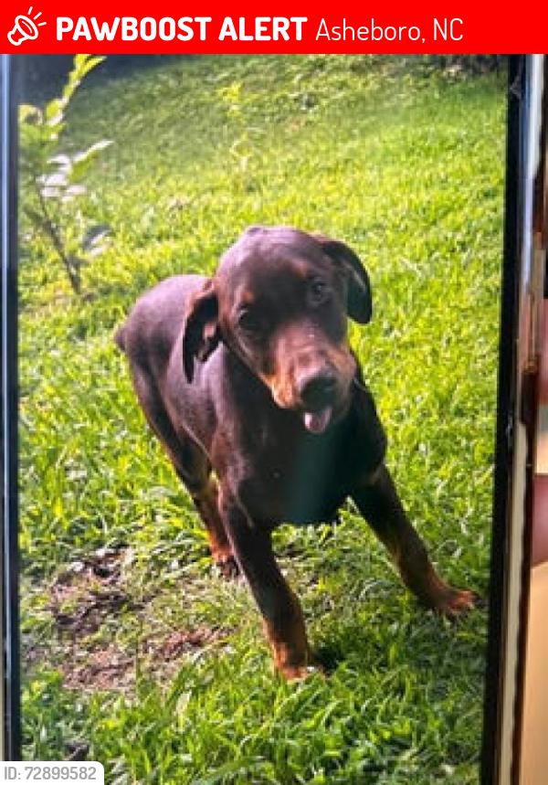 Lost Male Dog last seen Poplar & Flint Street, Asheboro, NC 27203