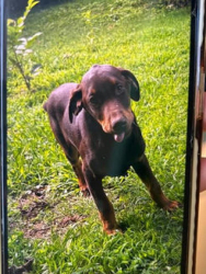 Lost Male Dog last seen Poplar & Flint Street, Asheboro, NC 27203