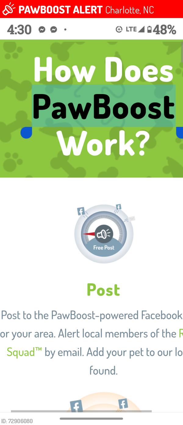 Lost Male Dog last seen Mt Island , Charlotte, NC 28216