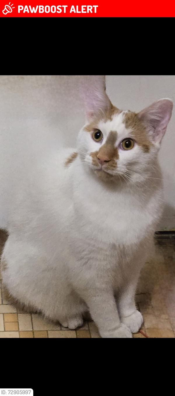Lost Male Cat last seen 8 Mile and Beech Daly, Redford Township, MI 48240
