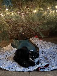 Lost Male Cat last seen Coradon , Norco, CA 92860