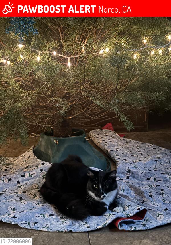 Lost Male Cat last seen Coradon , Norco, CA 92860