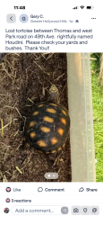 Lost Male Reptile last seen  Between Thomas st. and West park rd, Hollywood, FL 33021