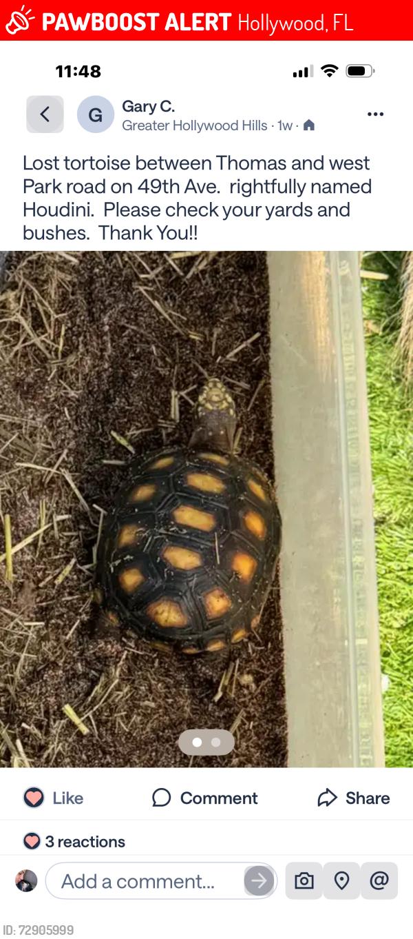 Lost Male Reptile last seen  Between Thomas st. and West park rd, Hollywood, FL 33021