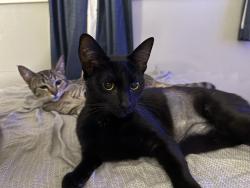 Lost Female Cat last seen Gulino/Allen, Westminster, CA 92683
