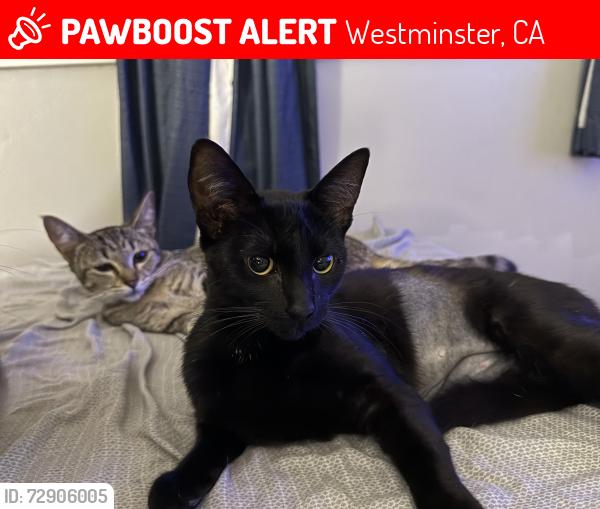 Lost Female Cat last seen Gulino/Allen, Westminster, CA 92683