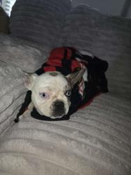 Reunited Unknown Dog last seen Bell Farms, Lubbock, TX 79423